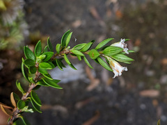 Epacris myrtifolia