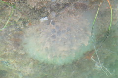 Clavelina oblonga