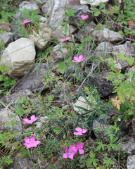 Dianthus caucaseus