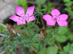 Dianthus caucaseus