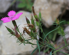 Dianthus caucaseus