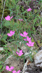 Dianthus caucaseus