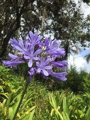 Agapanthus praecox