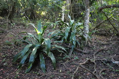 Dracaena aletriformis