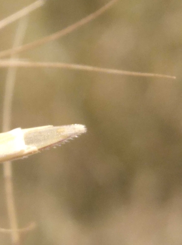 Image of Anthosachne solandri by (c) Joe Potter Butler, some rights reserved (CC BY)