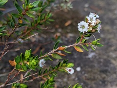 Epacris myrtifolia