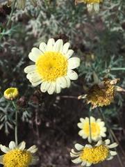 Anthemideae