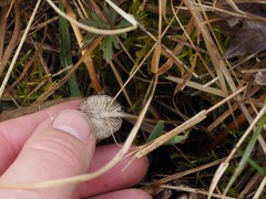 Strobilurus stephanocystis