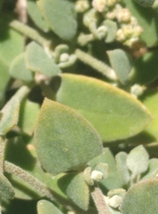 Chenopodium triandrum