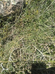 Chenopodium triandrum