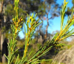 Acacia barakulensis