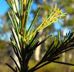 Acacia barakulensis