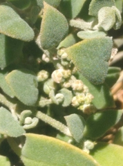 Chenopodium triandrum