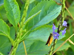 Choranthus vitellius