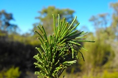 Acacia barakulensis