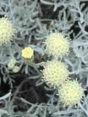 Asteroideae