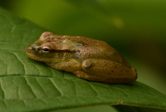 Boeseman's Snouted Treefrog photo 2