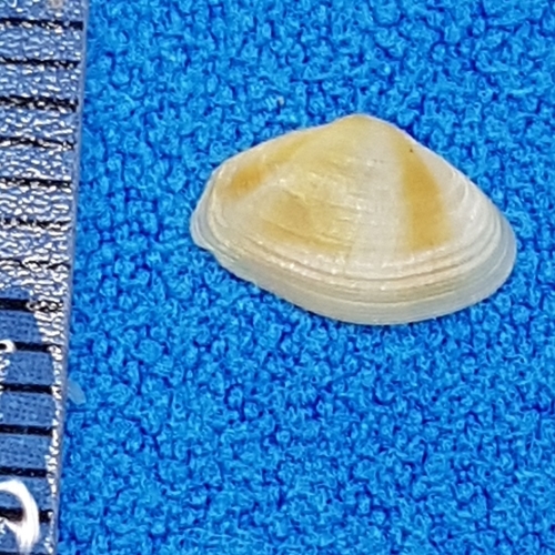 Bivalve lentille de Méditerranée