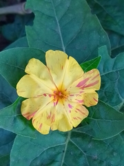 Mirabilis jalapa