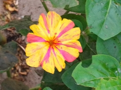 Mirabilis jalapa