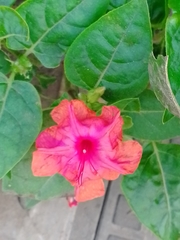 Mirabilis jalapa