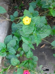 Mirabilis jalapa