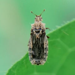 Neoproxius