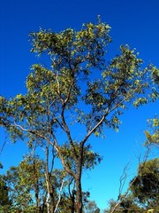 Eucalyptus decorticans