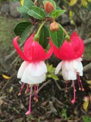 Fuchsia