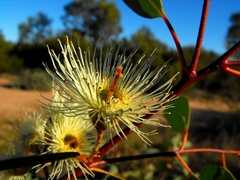 Eucalyptus decorticans
