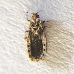 Neoproxius