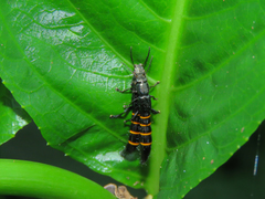 Taenodema