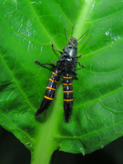 Taenodema