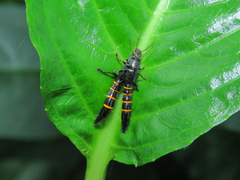 Taenodema