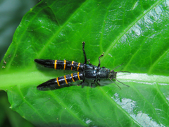 Taenodema