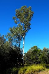Eucalyptus argophloia