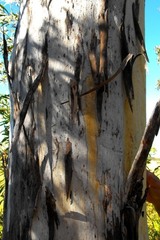 Eucalyptus argophloia