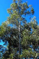 Eucalyptus argophloia