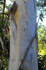 Eucalyptus argophloia