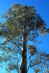 Eucalyptus argophloia