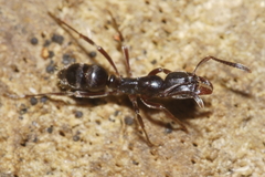 Austroponera castanea