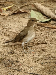 Turdus ignobilis debilis