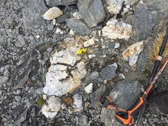 Ranunculus sericophyllus