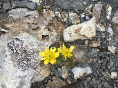 Ranunculus sericophyllus