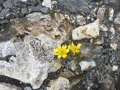 Ranunculus sericophyllus