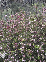 Cyanothamnus anemonifolius aurifodinus