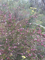 Cyanothamnus anemonifolius aurifodinus