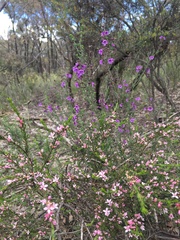 Cyanothamnus anemonifolius aurifodinus