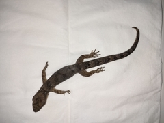 Dactylocnemis pacificus