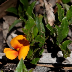 Podolobium procumbens